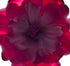 Magenta Rose Floral Art Print